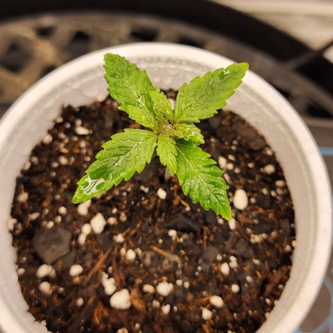THC Bomb growlog timeline photo
