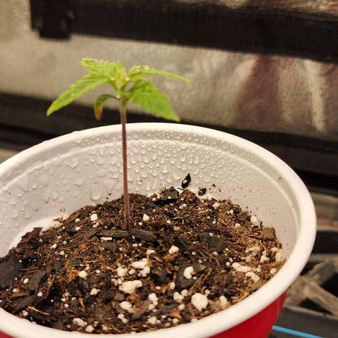 Animal Mints growlog timeline photo