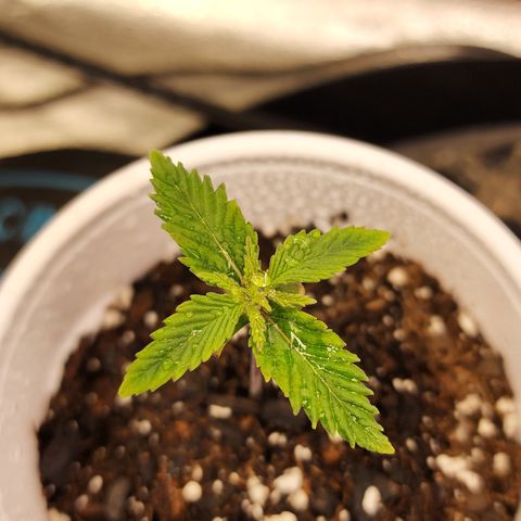 Animal Mints growlog timeline photo
