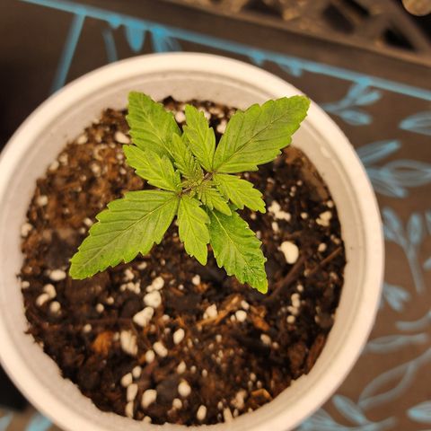 THC Bomb growlog timeline photo