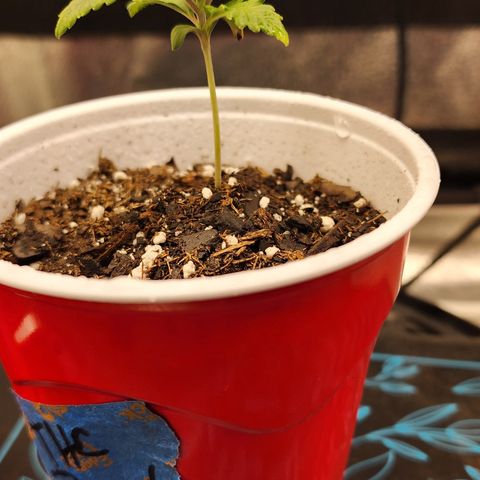 THC Bomb growlog timeline photo