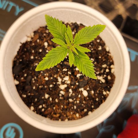 Animal Mints growlog timeline photo