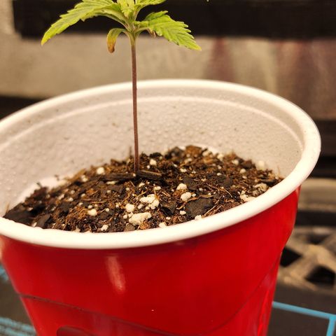 Animal Mints growlog timeline photo
