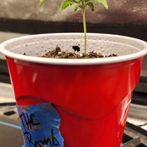 THC Bomb growlog timeline photo