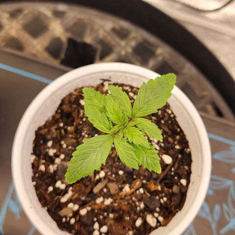THC Bomb growlog timeline photo