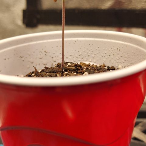 Animal Mints growlog timeline photo