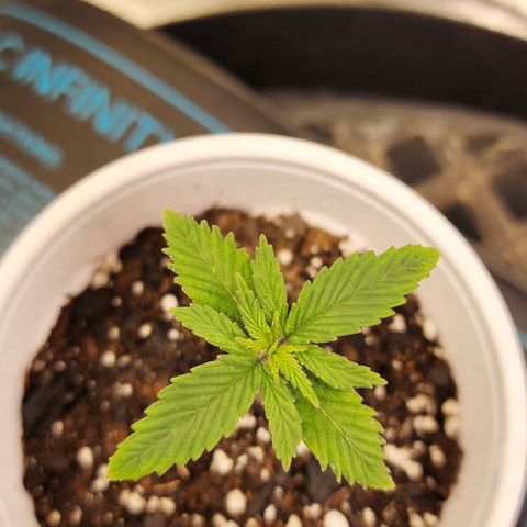 Animal Mints growlog timeline photo