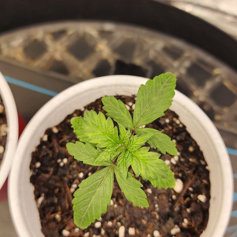 THC Bomb growlog timeline photo