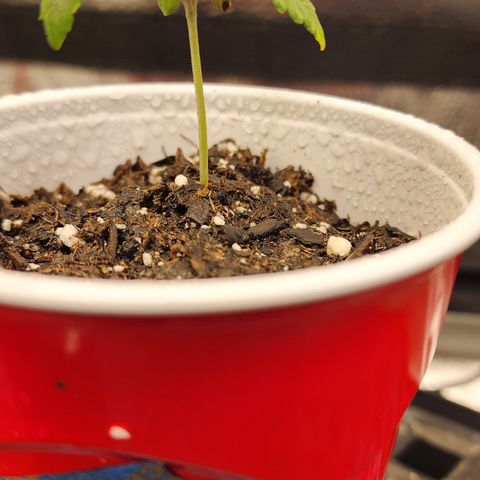 THC Bomb growlog timeline photo