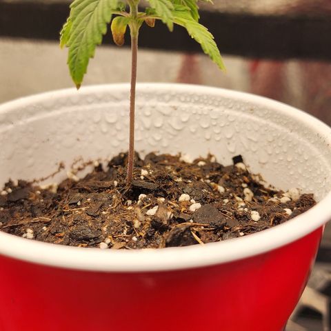 Animal Mints growlog timeline photo