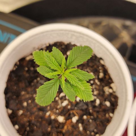 Animal Mints growlog timeline photo