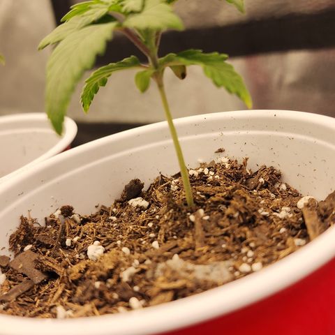 THC Bomb growlog timeline photo
