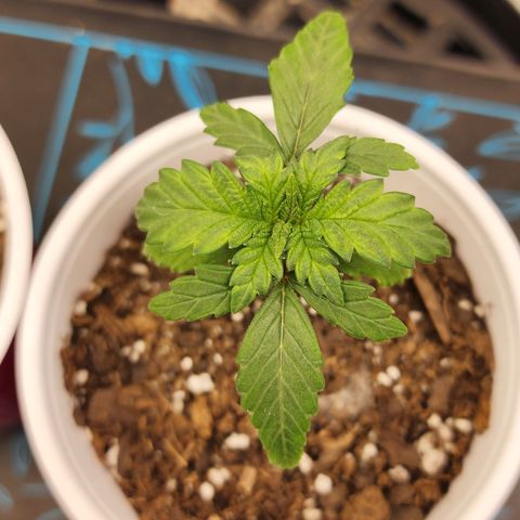 THC Bomb growlog timeline photo