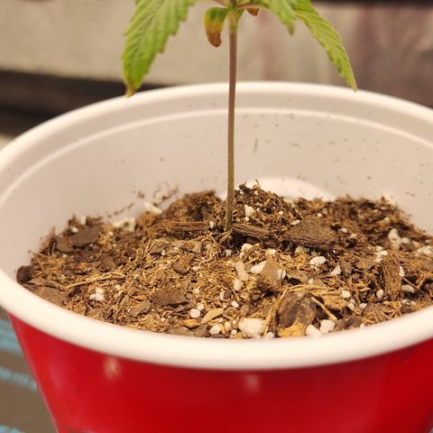 Animal Mints growlog timeline photo