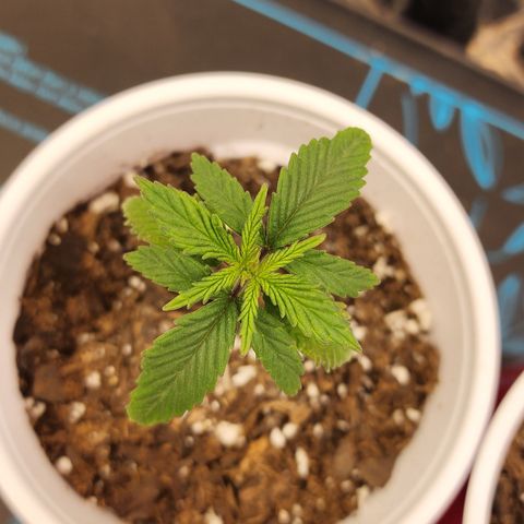 Animal Mints growlog timeline photo