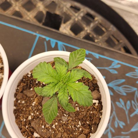 THC Bomb growlog timeline photo