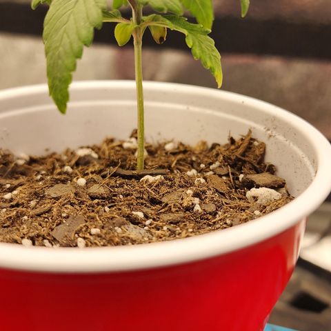 THC Bomb growlog timeline photo