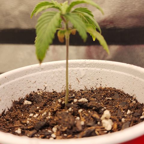 Animal Mints growlog timeline photo