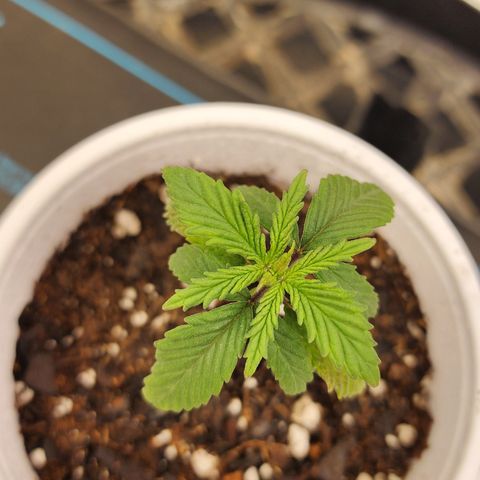 Animal Mints growlog timeline photo