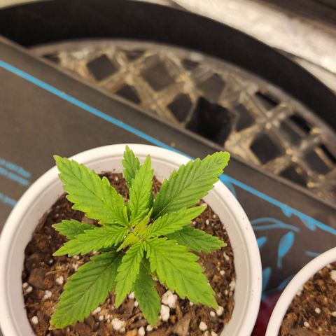 Animal Mints growlog timeline photo