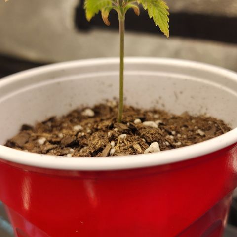 Animal Mints growlog timeline photo