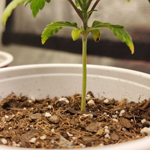 THC Bomb growlog timeline photo