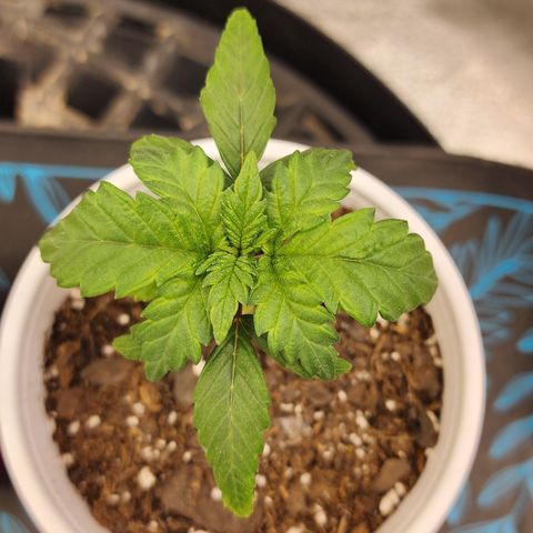THC Bomb growlog timeline photo