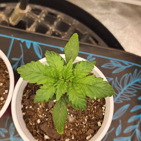 THC Bomb growlog photo: 6 pm