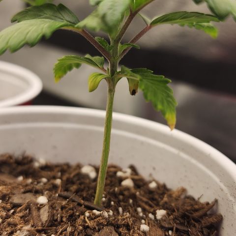 THC Bomb growlog timeline photo