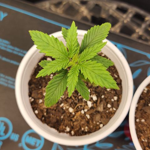 Animal Mints growlog photo: 6 pm