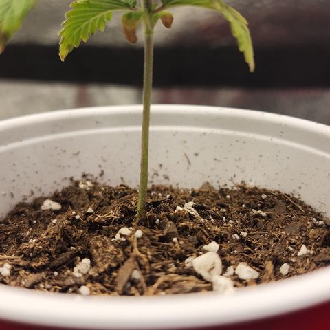 Animal Mints growlog timeline photo