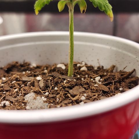 THC Bomb growlog timeline photo