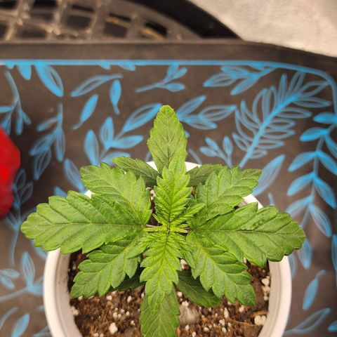 THC Bomb growlog timeline photo