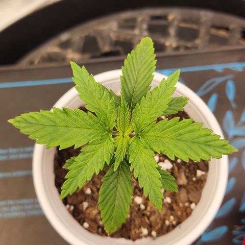 Animal Mints growlog timeline photo