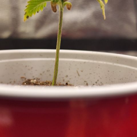 Animal Mints growlog timeline photo