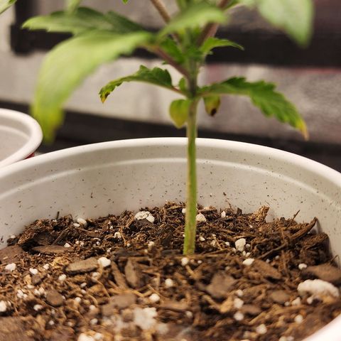 THC Bomb growlog timeline photo