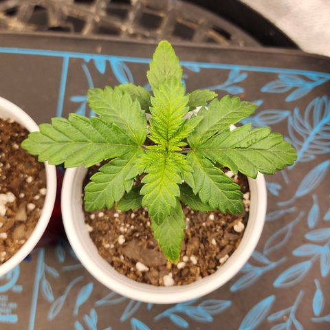 THC Bomb growlog timeline photo