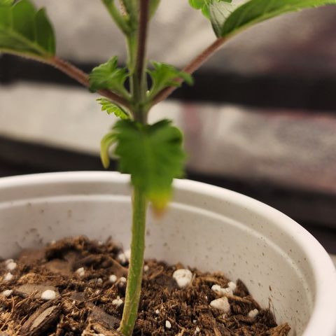 THC Bomb growlog timeline photo
