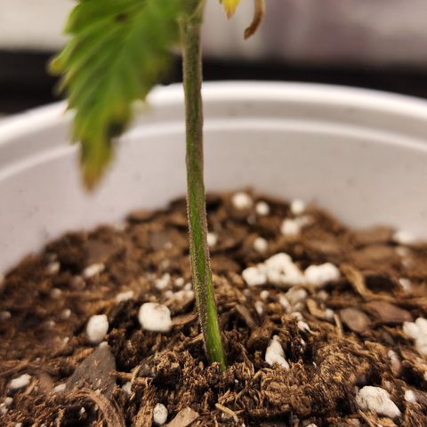 Animal Mints growlog timeline photo