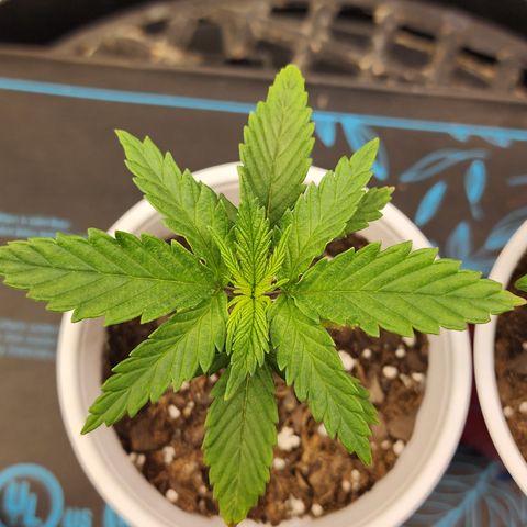 Animal Mints growlog timeline photo