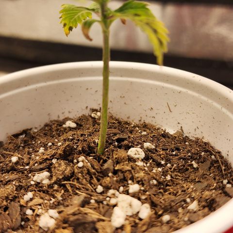 Animal Mints growlog timeline photo