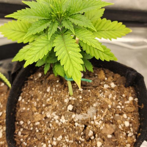 THC Bomb growlog timeline photo