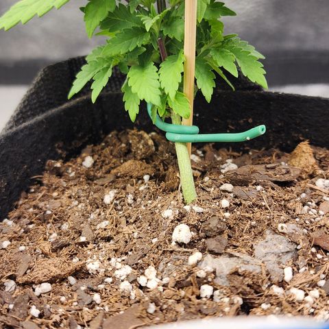 THC Bomb growlog timeline photo