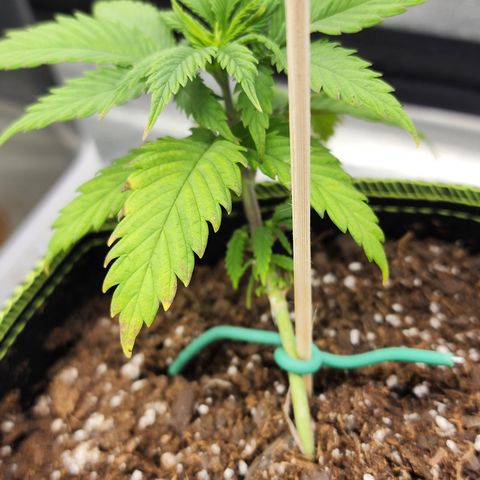 Animal Mints growlog timeline photo