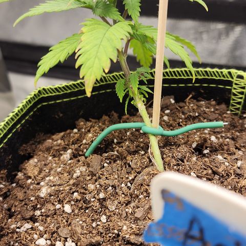 Animal Mints growlog timeline photo