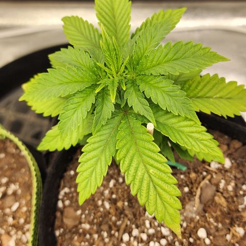 THC Bomb growlog timeline photo