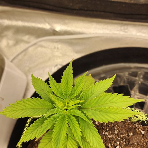 Animal Mints growlog timeline photo