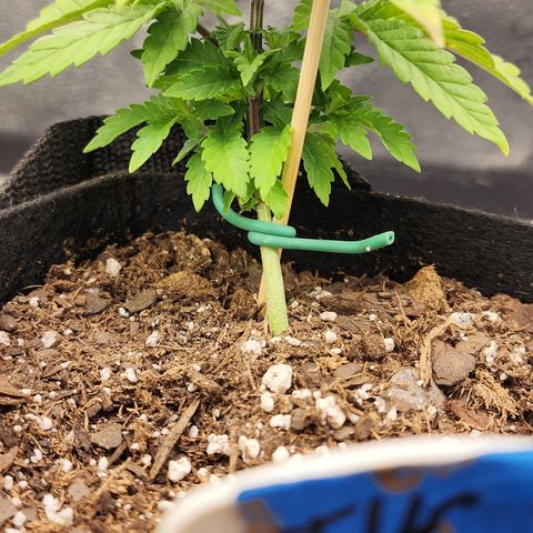 THC Bomb growlog timeline photo