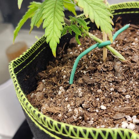 Animal Mints growlog timeline photo