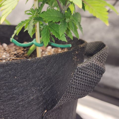 THC Bomb growlog timeline photo